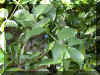 cestrum nocturnum 1209a.jpg (152806 bytes)
