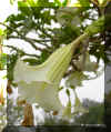 datura03.jpg (121622 bytes)