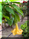 datura05.jpg (210297 bytes)