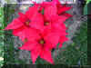 Euphorbia-p106a.jpg (180002 bytes)
