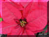 Euphorbia-p107a.jpg (147596 bytes)