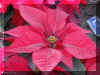 Euphorbia-p1101a.jpg (144511 bytes)
