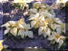 Euphorbia-p1126a.jpg (174554 bytes)