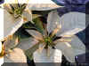 Euphorbia-p1127a.jpg (134638 bytes)