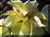 Euphorbia-p1128a.jpg (132641 bytes)