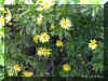 euryops-pectinatus 1213a.jpg (295969 bytes)