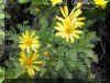 euryops pectinatus1214a.jpg (169137 bytes)