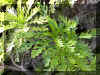 euryops pectinatus1215a.jpg (223243 bytes)