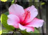hibiscus02.jpg (91368 bytes)