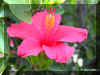 hibiscus03.jpg (114857 bytes)