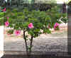 hibiscus04.jpg (215533 bytes)