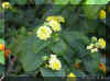 lantana-c1189a.jpg (103891 bytes)