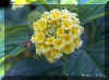 lantana-c1194a.jpg (92312 bytes)