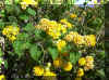 lantana02.jpg (142390 bytes)