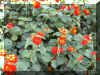 lantana10.jpg (119384 bytes)
