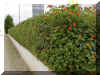 lantana12.jpg (96579 bytes)