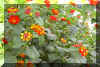 lantana13.jpg (121424 bytes)