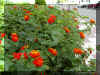 lantana14.jpg (112797 bytes)