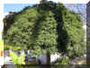 pitosporum1191.jpg (255457 bytes)