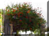 t-capensis01.jpg (95513 bytes)