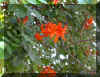 t-capensis02.jpg (83728 bytes)
