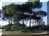 p-pinea02.jpg (96014 bytes)