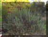 LAVANDUAL_S1316A.JPG (177168 bytes)