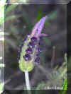 LAVANDULA_S1314A.JPG (72316 bytes)
