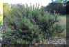 LAVANDULA_S1317A.JPG (183076 bytes)