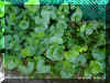 viola-o1235a.jpg (153970 bytes)
