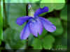 viola-o1237a.jpg (103891 bytes)
