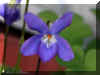 viola-o1238a.jpg (59126 bytes)