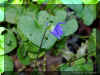 viola-o1239a.jpg (80851 bytes)
