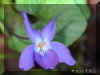 viola-o1240a.jpg (75368 bytes)