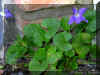 viola-o1241a.jpg (116979 bytes)