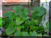 viola-o1242a.jpg (96723 bytes)
