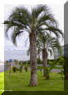 butia-c02.jpg (183747 bytes)
