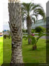 butia-c03.jpg (179966 bytes)