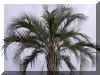butia-c04.jpg (175960 bytes)