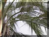 butia-c05.jpg (193427 bytes)