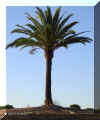 canaria02.jpg (60282 bytes)