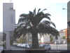 canaria03.jpg (55544 bytes)
