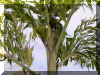 caryota-03.jpg (184132 bytes)