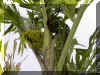 caryota-04.jpg (151192 bytes)