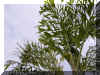 caryota-05.jpg (176438 bytes)