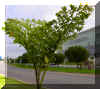 caryota-06.jpg (135651 bytes)