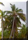 coco01.jpg (92699 bytes)