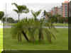 PHOENIX_RO975.JPG (127790 bytes)