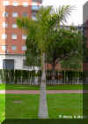 ROYSTONEA_R05.JPG (180480 bytes)
