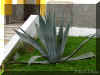 agave-a1264a.jpg (164310 bytes)